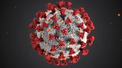 Why COVID-19 Immunity Is So Specific—and Offers Little Protection Against Common Cold Coronaviruses