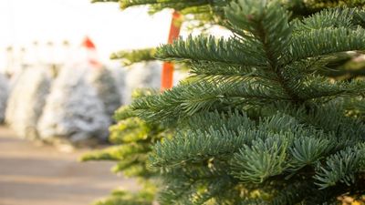 7 brilliant uses for your Christmas tree that beat throwing it away