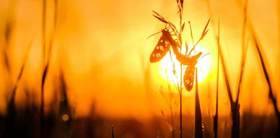 As Australia bakes through an extreme heatwave, even insects aren’t immune to its impact