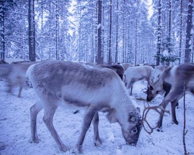 Specieswatch: tough times for reindeer as rain increases in warming Arctic