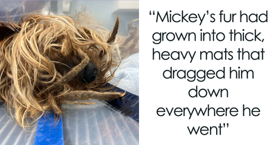 This Scared, Snappy Yorkie Spent Years Surviving Outside, Then His Incredible Transformation Began