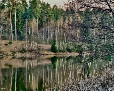 The Oak and the Larch by Sophie Pinkham review – are Russia’s forests the key to its identity?