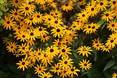 7 Perennials That Multiply Without Extra Care