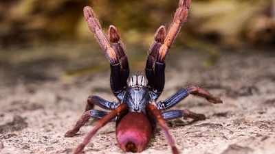 From ‘psychedelic’ spiders to European eels: 10 species heading into 2026 on the brink of extinction