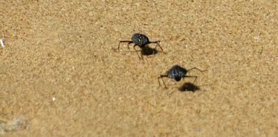 A Namib desert beetle runs to stay cool: how scientists solved the puzzle of this unique and speedy species