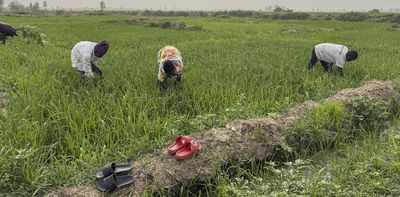 Sahel farmers do better when they combine innovations rather than using them one by one