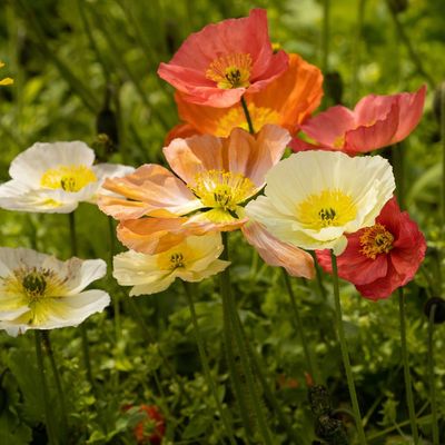 5 flowers to sow indoors in January for an early flush of blooms – get a head start on the growing season!