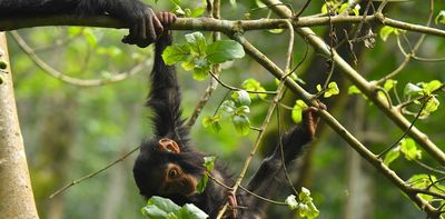 Risks young chimps take as they swing through the trees underscore role of protective parenting in humans