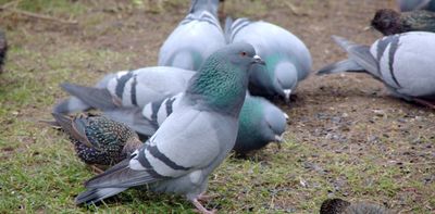 What I’ve learned from studying the wild pigeon