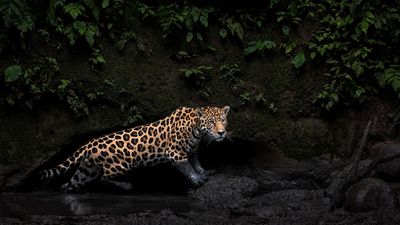"This was the first jaguar I'd ever seen, but I wasn't there to photograph one", admits HIPA 2025 category winner Karine Aigner