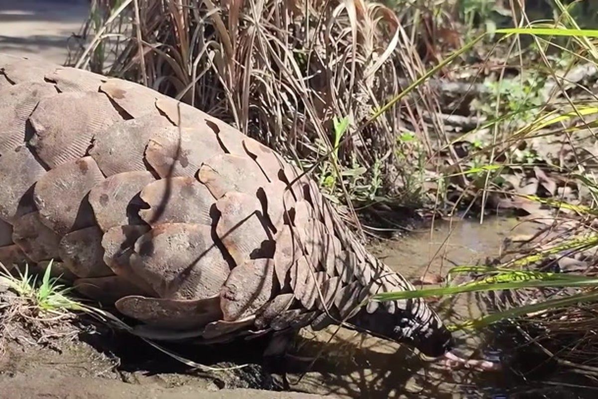 Ten species on brink of extinction to watch in 2026