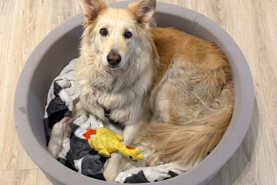 Rescuers use drone technology to find dog that escaped along New Jersey Turnpike