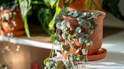 Feng Shui Experts Reveal Exactly Where to Place a String of Hearts Plant, to Bring Harmony and Strengthen Emotional Connections
