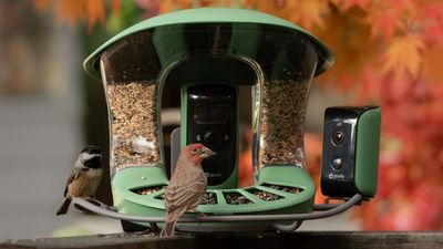 Meet Joy: This AI assistant turns your bird feeder's camera into your own nature documentary