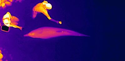 Thermal drones can track dolphin health without having to touch or disturb them