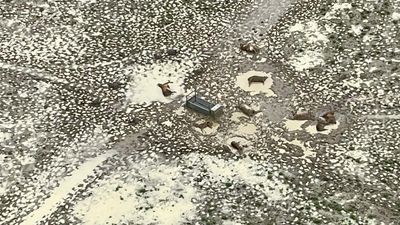 Livestock flood losses set to triple as cyclone looms