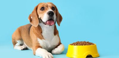 Your dog’s dinner could be worse for the planet than your own – new research