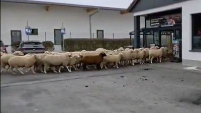 Hungry Sheep Storm German Supermarket in Bizarre Morning Raid