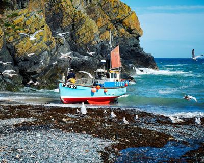 Supermarkets could help UK shoppers eat more sustainable local fish – study