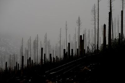 Germany’s dying forests are losing their ability to absorb CO2. Can a new way of planting save them?