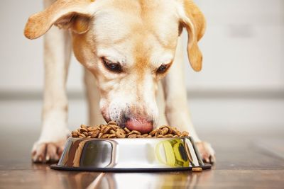 Some dog food can have worse environmental impact than their owners’ meals