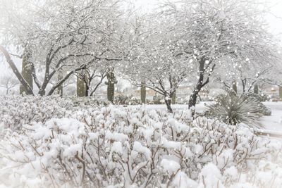 Tucson Weather: ADOT Warns Drivers To Never Park In Snow Amid Hazardous Storm Track