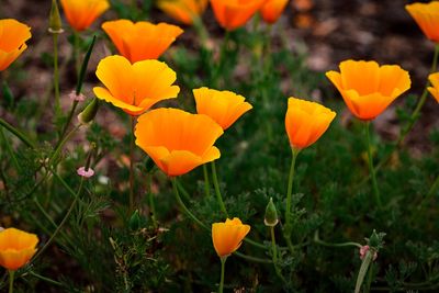 6 Flowers That Bloom Reliably Even in Poor Soil