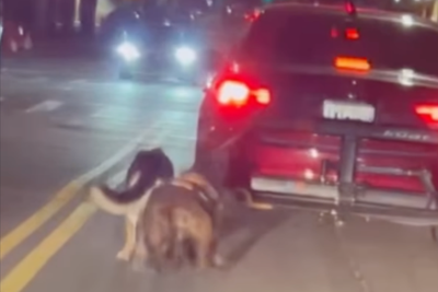 Shocking video shows man dragging dogs behind moving car as he didn’t want them ‘pooping inside’ vehicle, police say