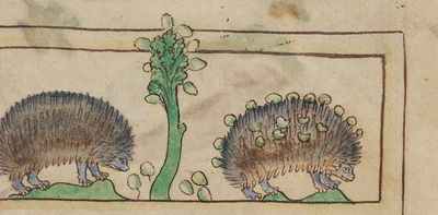 Why hedgehogs used to be hated