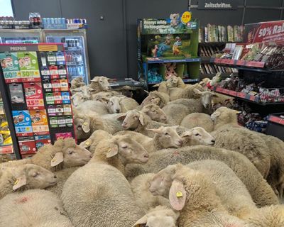 On the lamb: 50 sheep break away from flock and storm German supermarket