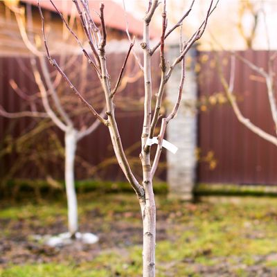 The biggest risk to newly planted trees in January is also the cuddliest, but don’t be fooled – they can wreak havoc on young trees
