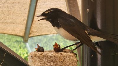 Surviving nation's heatwave on a wing and prayer