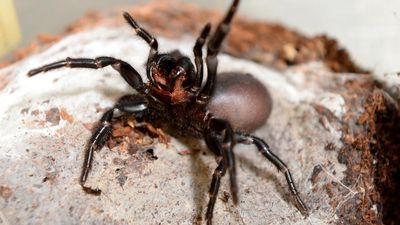 Aussie spider venom spawns heart attack and stroke drug
