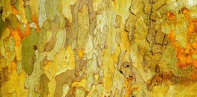 We discovered microbes in bark ‘eat’ climate gases. This will change the way we think about trees