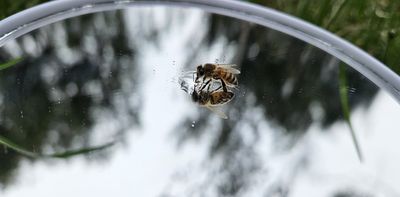 Can we use bees as a model of intelligent alien life to develop interstellar communication?