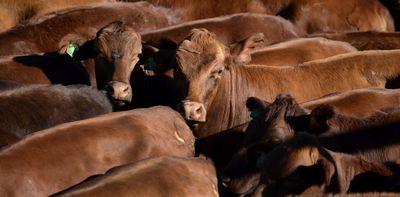Despite new tariffs on beef, China is far from closing the door on trade with Australia
