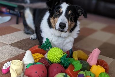 Top dogs: Eavesdropping ‘genius’ pups are learning new words