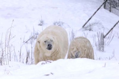 Watch as polar bears enjoy playing in snow as parts of Scotland covered