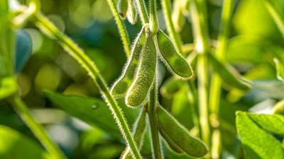 Soybeans Ease Lower on Thursday