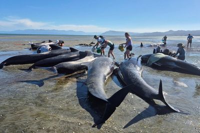 Volunteers race to save 15 whales after mass stranding on New Zealand beach