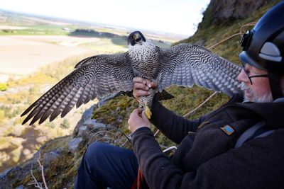How falcon thieves are targeting the UK’s protected birds