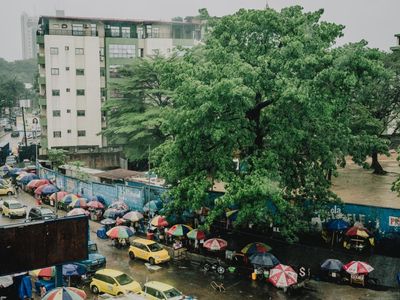 ‘The soul of the city’: can Kinshasa’s last remaining baobab tree be saved?