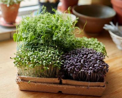 Want to keep growing through winter? Try microgreens, indoor miracles bursting with flavour