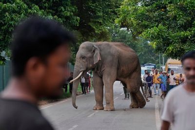 Single elephant suspected to have killed as many as 13 people in just a week in Indian jungle