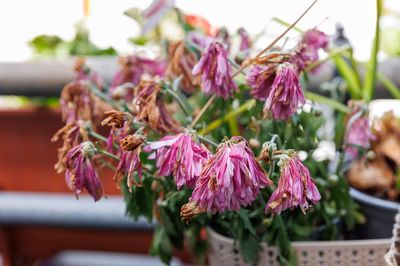 9 Winter Garden Problems You Can Fix in 20 Minutes