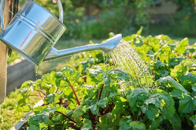 8 Cold-Weather Watering Mistakes That Cause Winter Rot