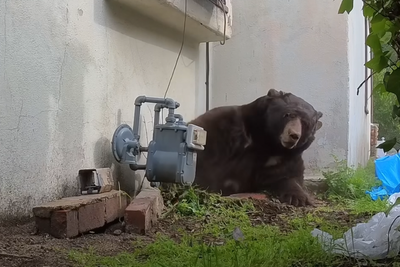 Huge 550lb bear living under man’s house finally evicted after months long ordeal
