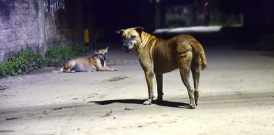 India’s 60 million street dogs are turning from village scavengers to city territory defenders