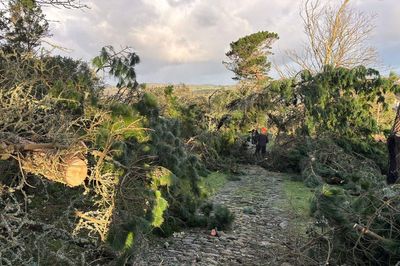 More than 80 trees brought down by Storm Goretti on tidal island