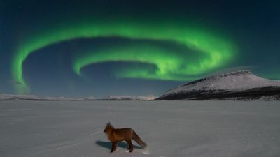 Aurora chaser catches a fox basking in the glow of Finland's legendary 'fox fires' (photos)